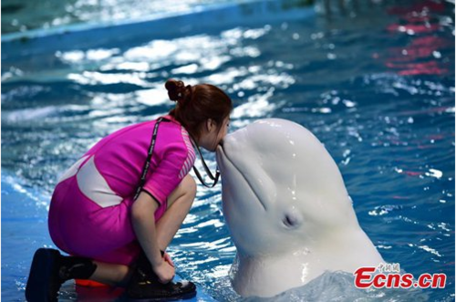 Female Aquarium Trainer Shows Passion for Marine Life