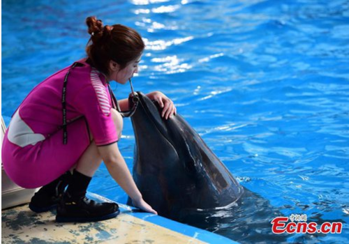 Female Aquarium Trainer Shows Passion for Marine Life