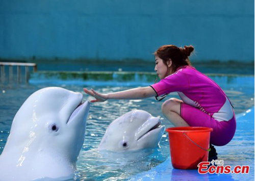 Female Aquarium Trainer Shows Passion for Marine Life