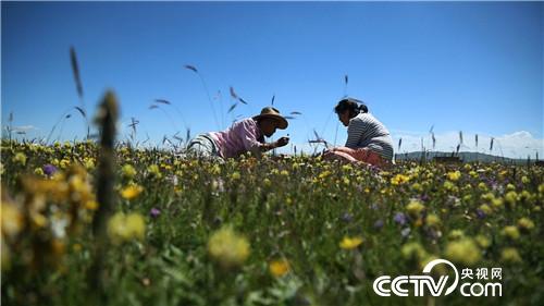 Ex-Journalist Finds Sweet Taste of Success on Tibetan Plateau