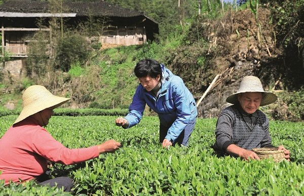 Building a 'Green Bank': Daughter Shoulders Father's Duty to Lift Xuejia Village out of Poverty