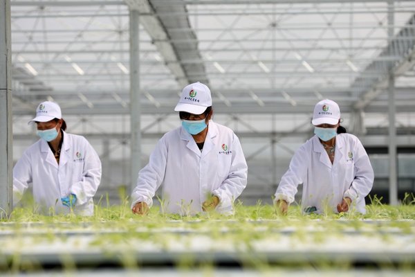 GLOBALink | Agricultural Tech Park in East China's Anhui Grows Plants with Aeroponics