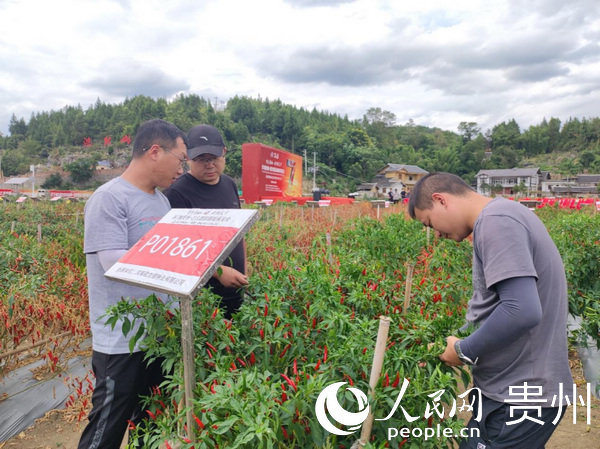 Chili Peppers Become 'Hot' Commodity Driving a Prosperous Industry in Zunyi, China's Guizhou
