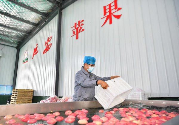 Apple Industry Boosts Rural Revitalization of Old Revolutionary Base