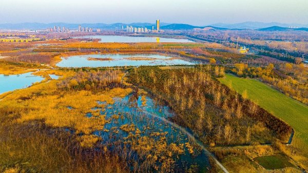 China Plays Crucial Role in Wetland Restoration