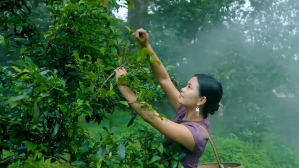 GLOBALink | Exploring First Tea Culture World Heritage in China's Yunnan