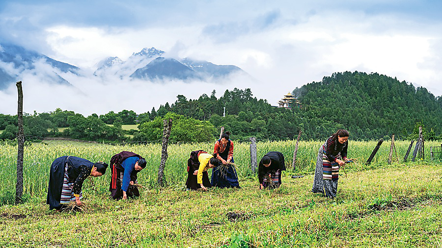 2. 《颗粒归仓》朱晋华.jpg