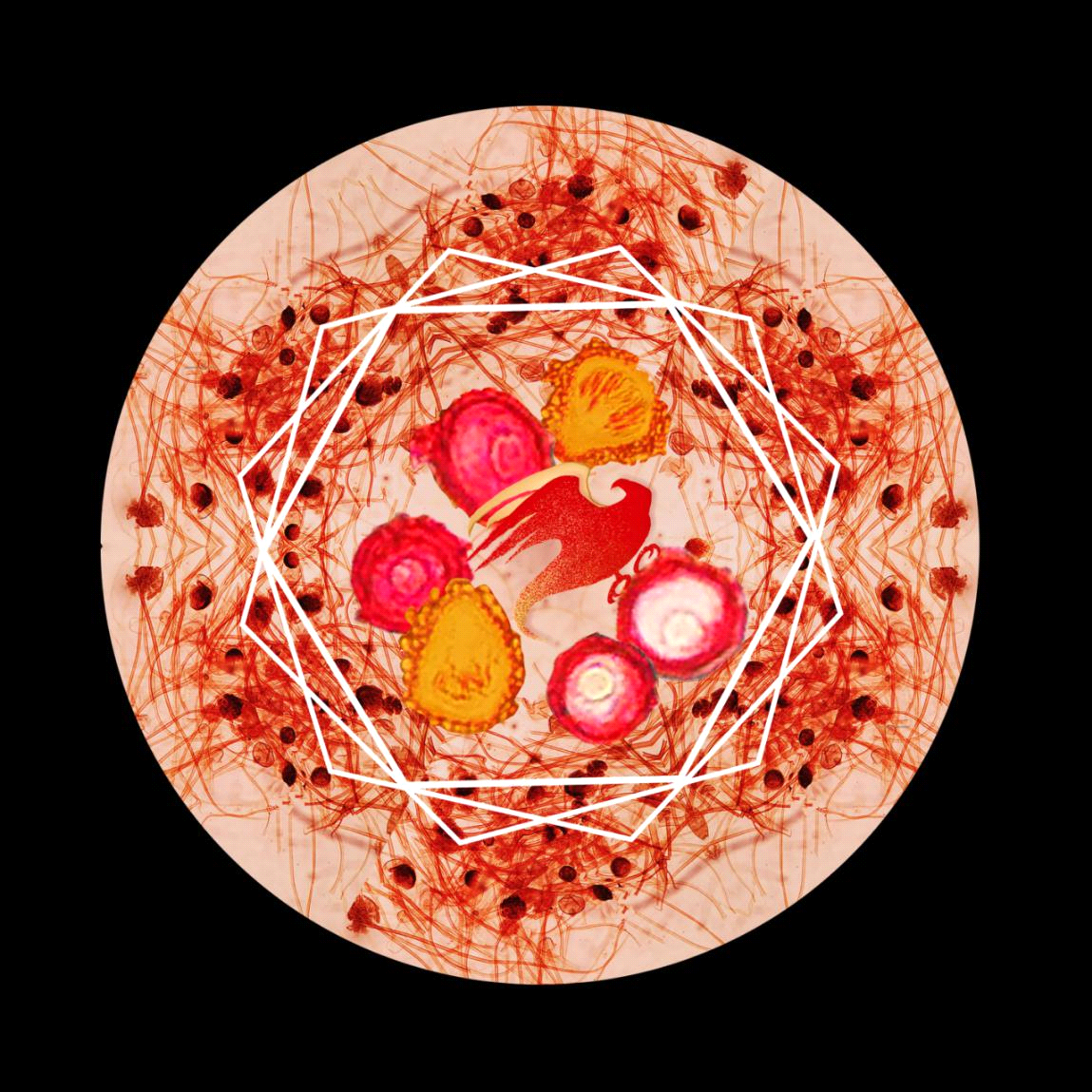 Students Create Artistic Pictures Using Micro Photographs of Pathogens