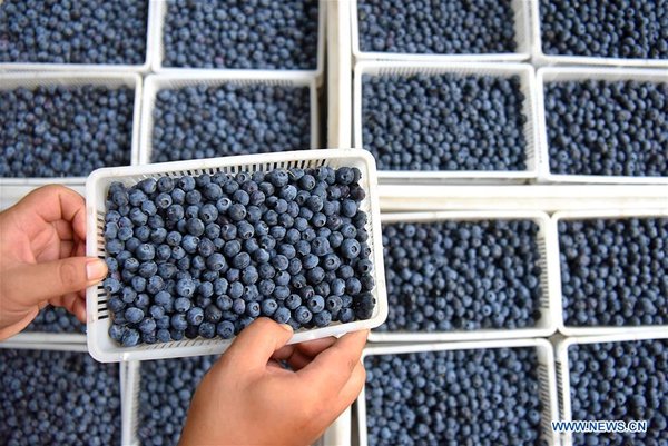 Online Blueberry Business Helps Couple Gain Profit in China's Shandong