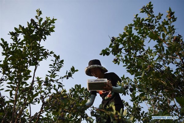 Online Blueberry Business Helps Couple Gain Profit in China's Shandong