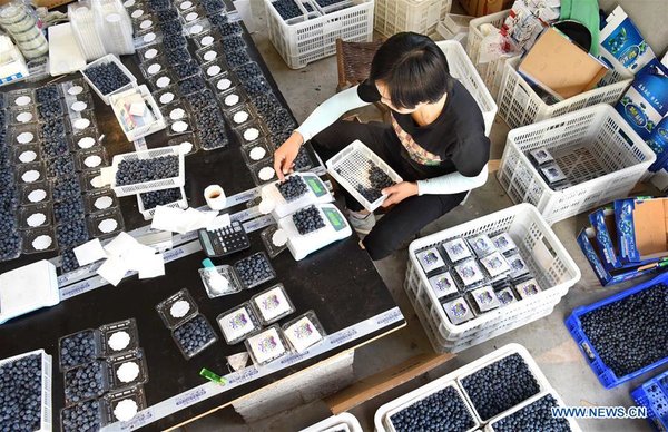 Online Blueberry Business Helps Couple Gain Profit in China's Shandong