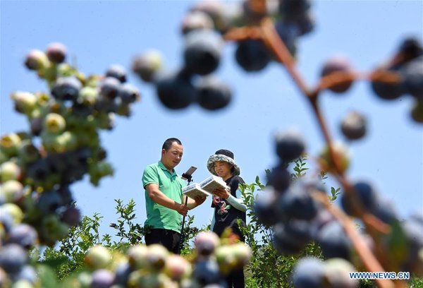 Online Blueberry Business Helps Couple Gain Profit in China's Shandong