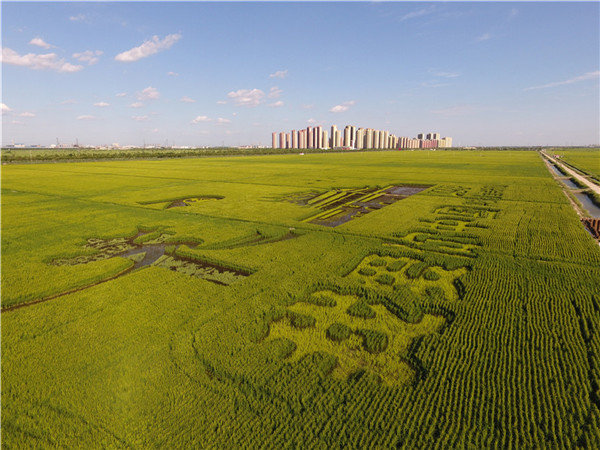 Farmers Celebrate Harvest and 70 Year Anniversary