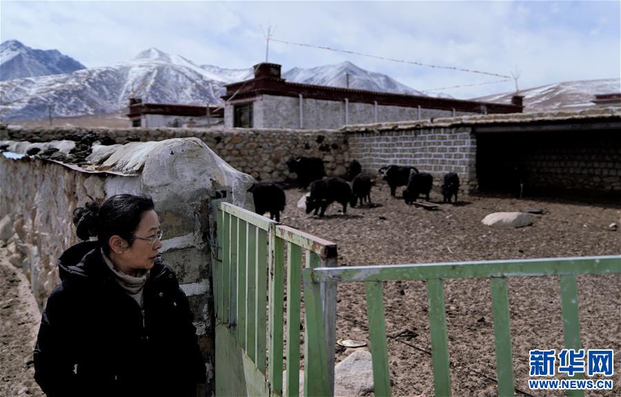 Tibetan Doctor Deciphers 'Life Codes' of Yaks on Qinghai-Tibet Plateau