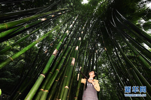 Bamboo Weaving Craftswoman Leads Villagers to Shake off Poverty