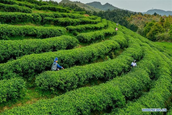 Danzhai Makes Effort to Help Poor Households to Increase Income by Promoting Online Sale of Tea