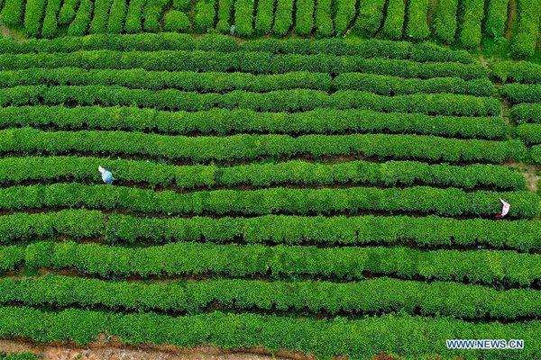 Danzhai Makes Effort to Help Poor Households to Increase Income by Promoting Online Sale of Tea
