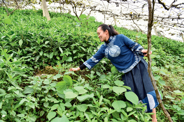 Miao Woman Helps Farmers Attain Wealth by Promoting Batik Craft