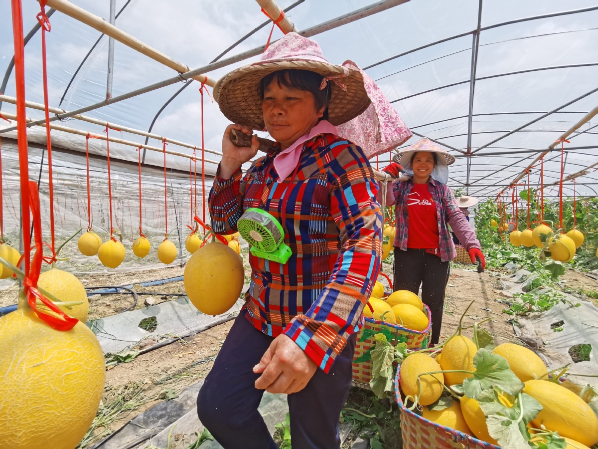 Cantaloupe for Poverty Relief Bears Fruit in Guangxi Village