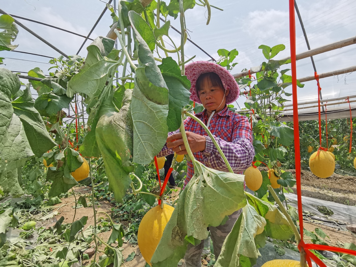Cantaloupe for Poverty Relief Bears Fruit in Guangxi Village