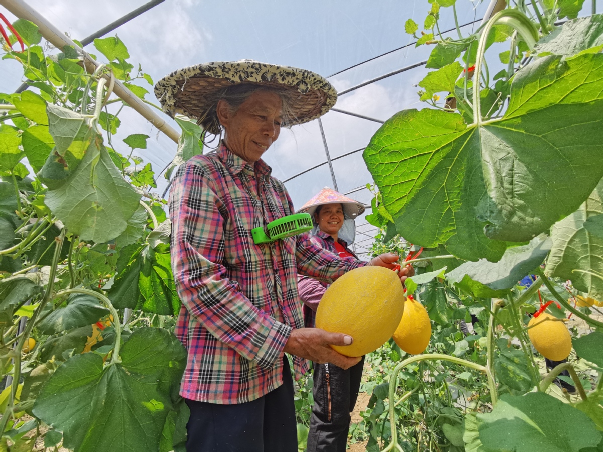 Cantaloupe for Poverty Relief Bears Fruit in Guangxi Village