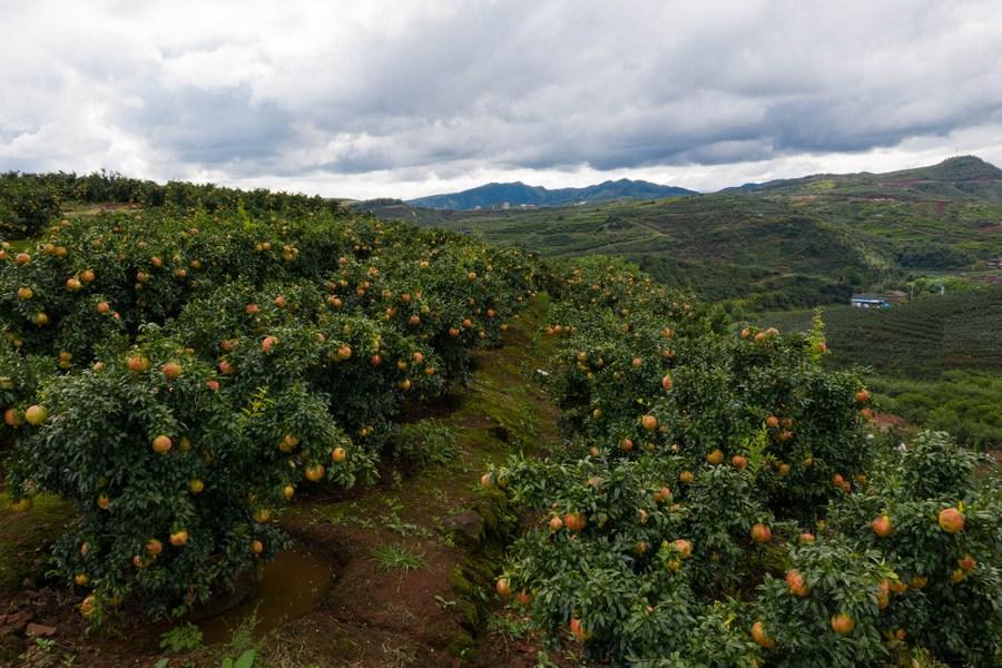 Sichuan Sisters Sell Local Agricultural Products on E-Commerce Platform