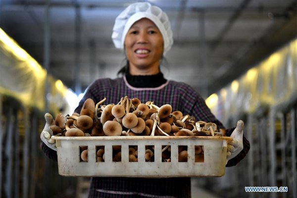 CHINA-JIANGXI-GANZHOU-AGRICULTURE-MUSHROOM (CN)