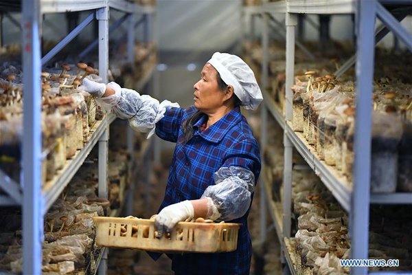 CHINA-JIANGXI-GANZHOU-AGRICULTURE-MUSHROOM (CN)