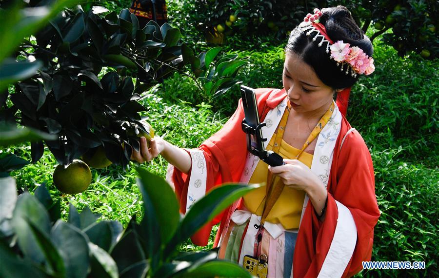 Green Orange Output in Qiongzhong Expected to Reach 5,000 Tonnes