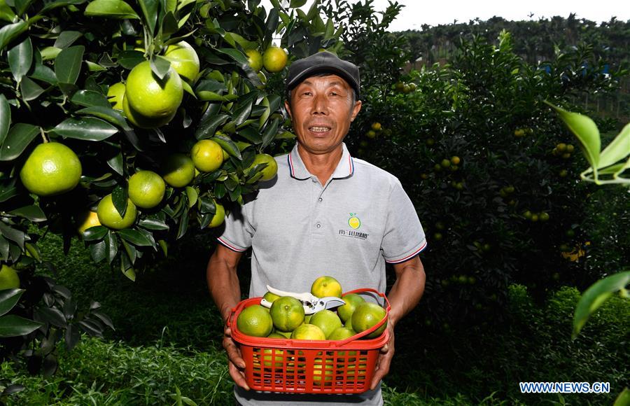 Green Orange Output in Qiongzhong Expected to Reach 5,000 Tonnes