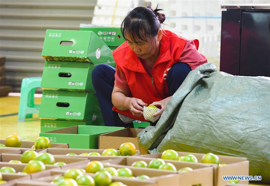 Green Orange Output in Qiongzhong Expected to Reach 5,000 Tonnes