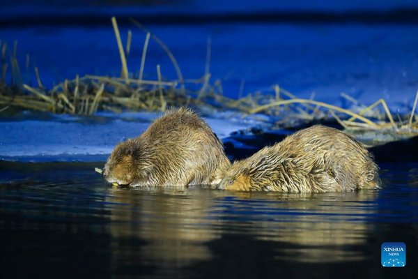 Xinjiang 'Princess Beaver' Tells Eco-Protection Efforts of Young Chinese at COP15