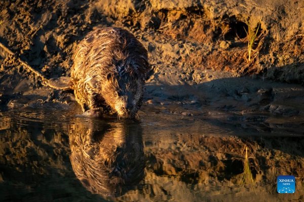 Xinjiang 'Princess Beaver' Tells Eco-Protection Efforts of Young Chinese at COP15