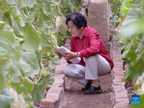 Chinese Horticulturist's 60 Years of Unremitting Efforts at Melon Breeding
