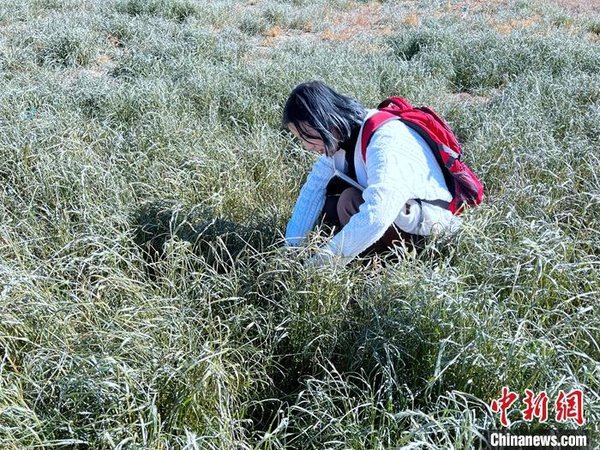 Tibetan College Graduate Returns to Hometown to Take on Task of Greening, Restoring Grassland