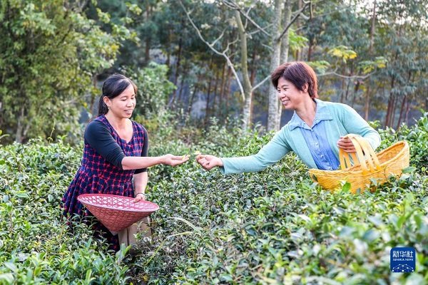 Farmer Helps Rural Residents Get Rich by Producing Handmade Tea