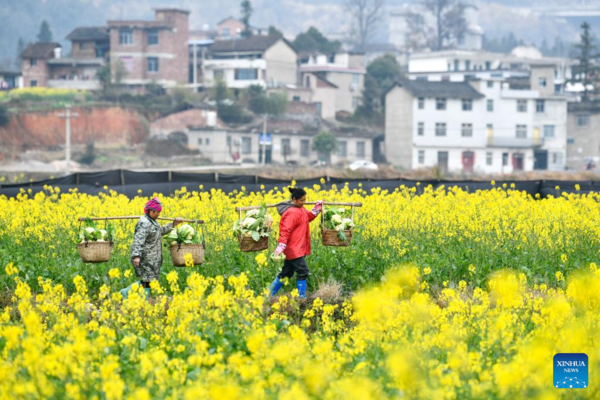 Farmers Across Guizhou Busy with Spring Agricultural Production