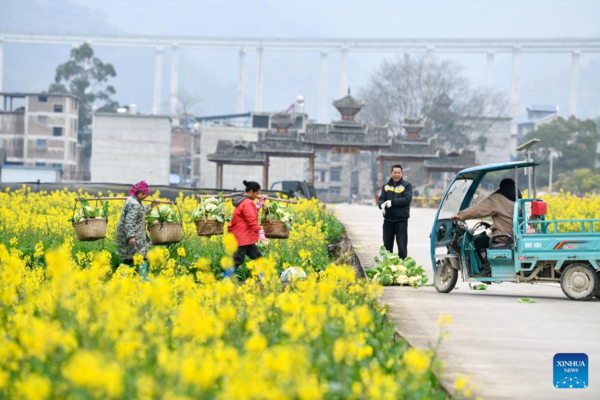 Farmers Across Guizhou Busy with Spring Agricultural Production