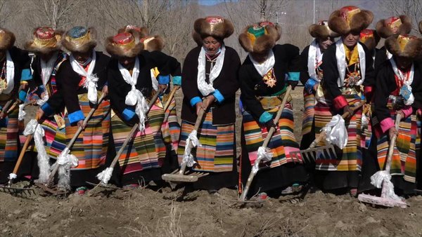 GLOBALink | Experiencing Spring Farming Ceremony on Tibet's 1st Plot of Farmland