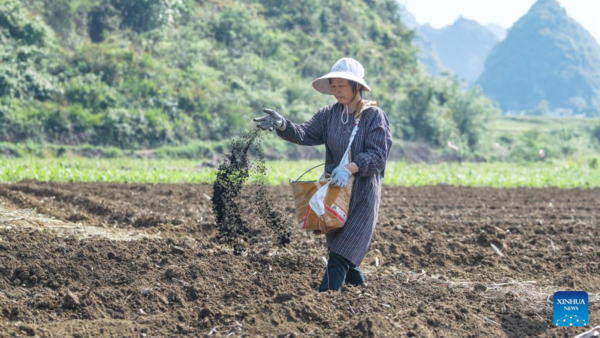 Farmers Work in Sugar Cane Fields in Dahua Township, Guangxi