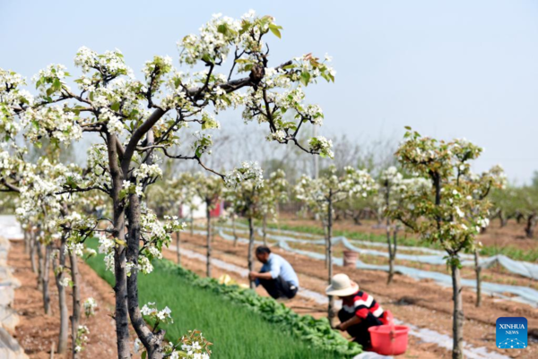 Farmers Busy with Spring Farming Across China