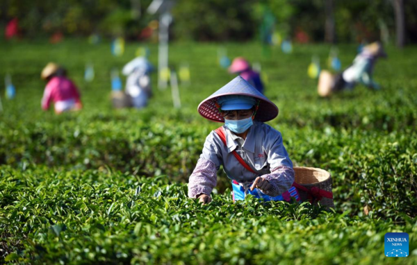 Across China: Hainan's Ethnic Tea Grower Strives for Collective Prosperity