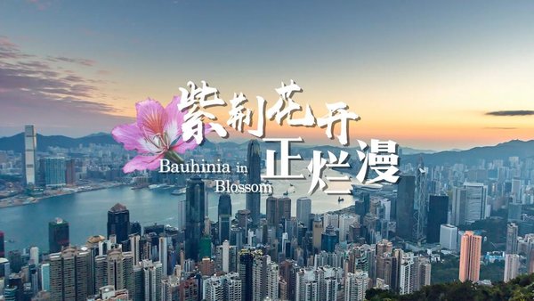 GLOBALink | Bauhinia in Blossom
