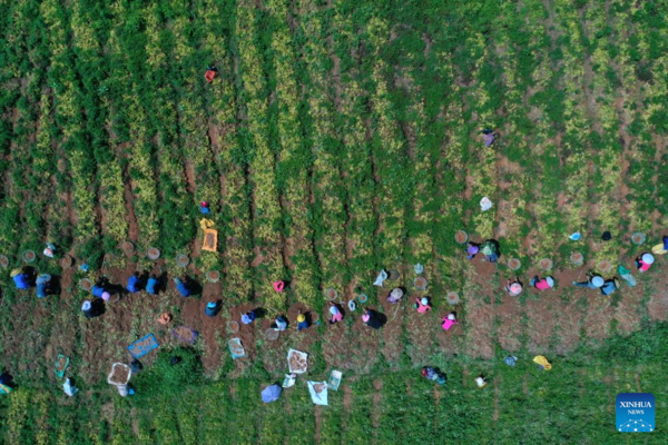 Farmers Busy with Summer Farming Across China