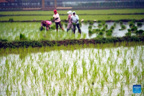 Farmers Busy with Summer Farming Across China