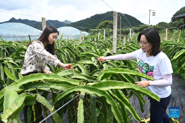 Pic Story: Girl from Taiwan Helps Her Mother in Agricultural Company in Fujian, China