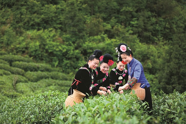 Miao Woman Inherits, Promotes Family's Tea