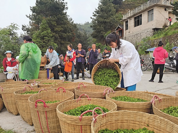 Miao Woman Inherits, Promotes Family's Tea-Making Craft