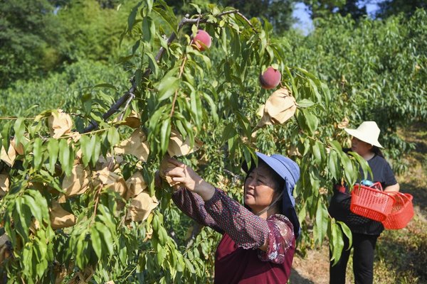 Fruit Planting Helps Improve Environment and Villagers' Income in SW China's Chongqing