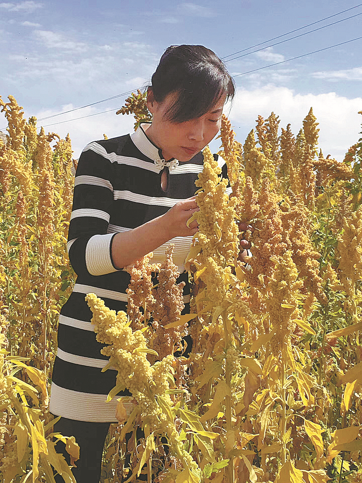 Former Teacher Helps Farmers Get Keen on Quinoa
